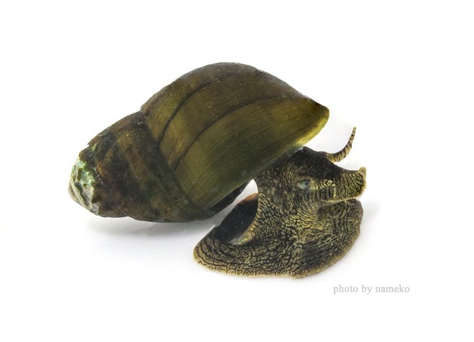 Popular Tweets Of Sawada N 2 Whotwi Graphical Twitter Analysis