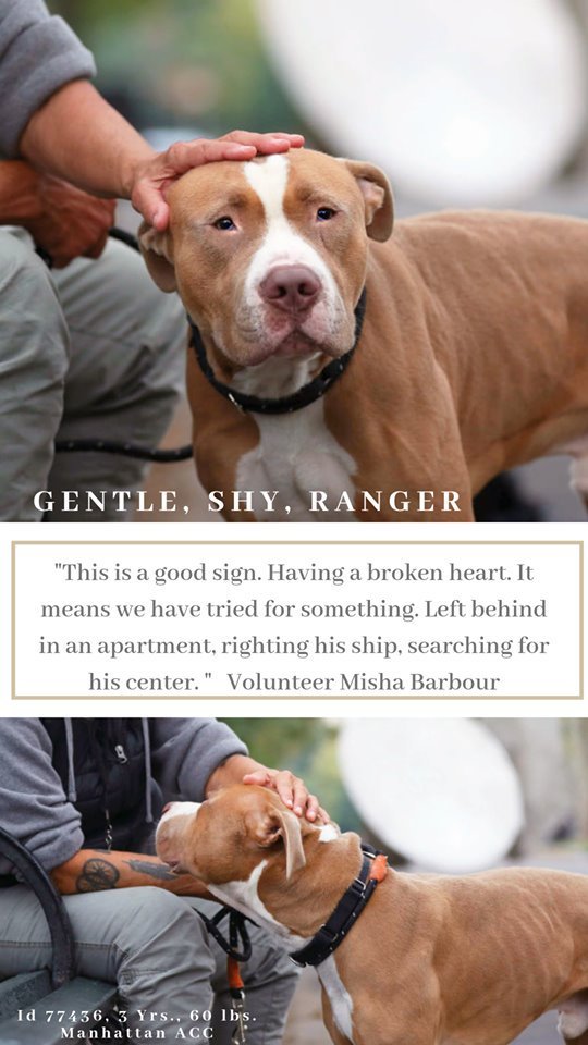 gaviota330's tweet photo. RANGER
ID 77436
#NYC ACC 2 KILL 10/12
RESERVE THIS SWEET SAD BOY:
https://t.co/nacHoTrWiM
ABANDONED
SUPER HANDSOME!
VIDEO:
https://t.co/BIib8pWEsb
GENTLE
FRIENDLY
WARMING UP
LITTLE SHY
FOSTER/ADOPT
FOSTERING FREE/TEMP
GUIDANCE:
https://t.co/Jc0iFS21Yy https://t.co/gGgH6c54TL