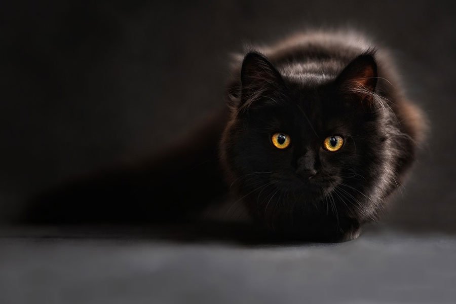 alltimelists's tweet image. 10 Unlucky Things You Should Never Keep in ... - alltimelists.com/10-unlucky-thi… - #BrokenClock #EmptyRockingChair #GreenPaint #LavaRocksFromHawaii #Mirrors #OpenUmbrella #OutdatedCalendar #PersonalizedWelcomeMats #SandFromHawaii #UnluckyThings #UnmadeBed #UpsideDownShoes - #Lifestyle