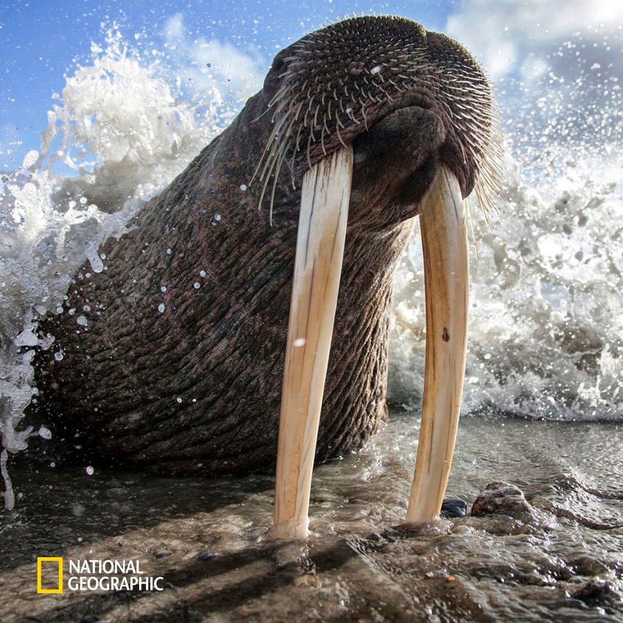 #NG오늘의포토

바다코끼리가 해안에 엄니를 꽂고 잠에 들었습니다.
⠀