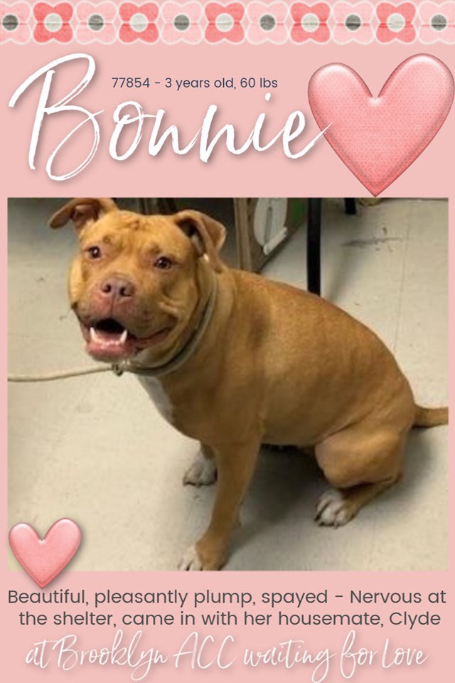 gaviota330's tweet photo. BONNIE
ID 77854
#NYC ACC 2 KILL 10/12
INTAKE 10/3
CONTACT RESCUES NOW
GOOD GIRL
DUMPED W/HER BROTHER CLYDE (BONDED)
ALLOWED ALL HANDLING
AFRAID IN KILL SHELTER
COMPASSION!
RESCUES NEED FOSTER/ADOPTER
FOSTERING FREE/TEMP
GUIDANCE:
https://t.co/Cy5CReySGd
MustlovedogsNYC@gmail.com https://t.co/GDCyOFAZIL