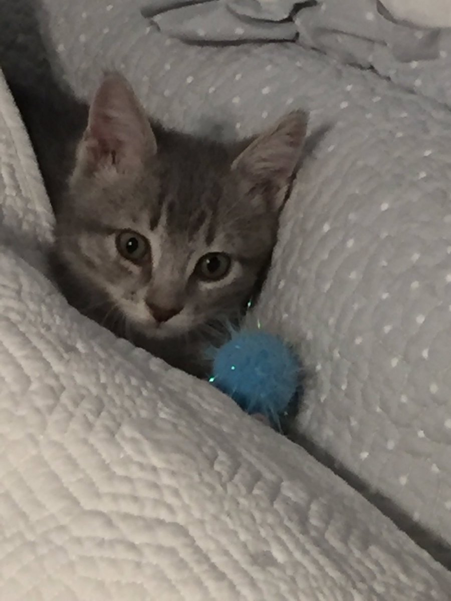 HeidiHampton526's tweet photo. Calling on #RISDGreatness This sweet little guy will be 7 weeks on 10/10 and ready for his furever home— preferably a one cat home. He comes with everything he needs including 1st round of vaccinations. Message if interested. #RISDConnects #MakeADifference @RISDAcademy @risdace https://t.co/eWbhTWavxd
