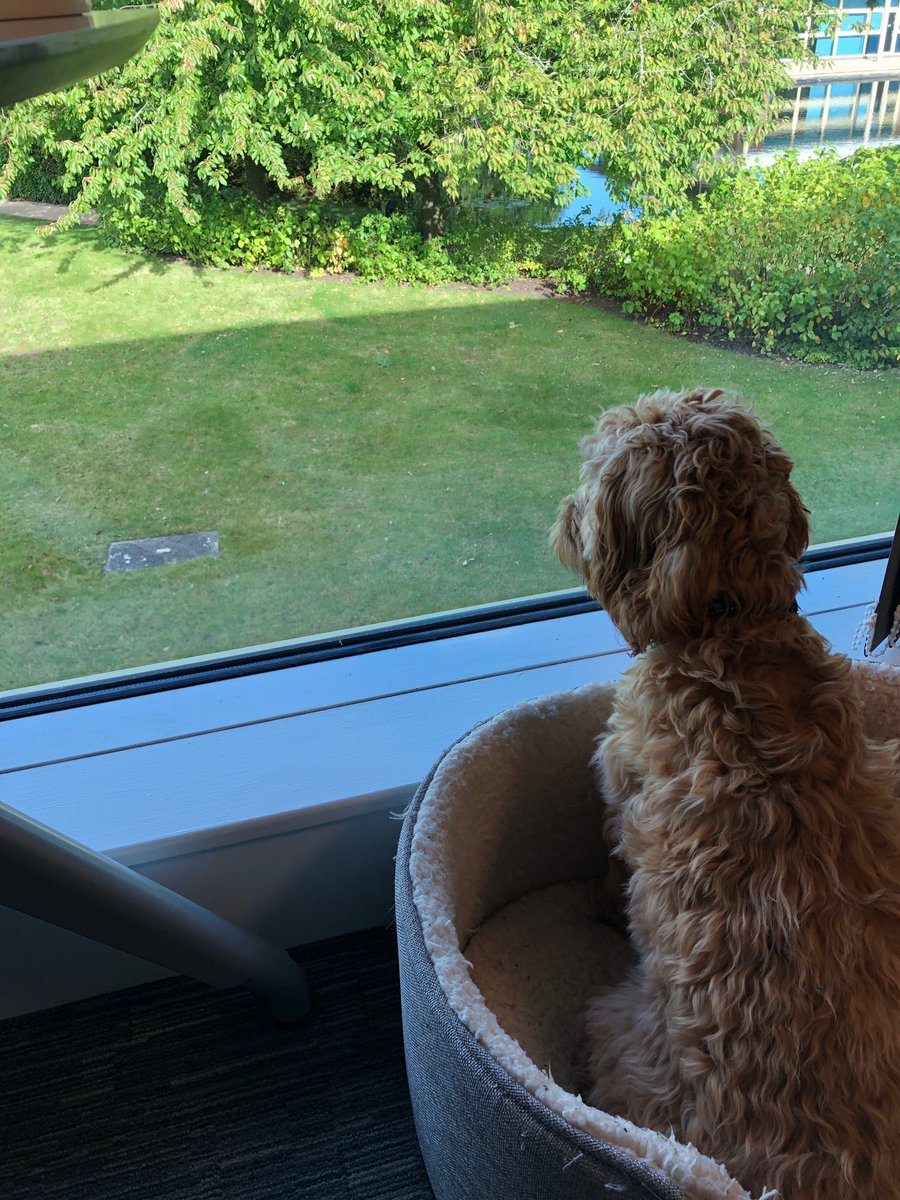 Yesterday I went into the office with my hoo-man dad for #WorldMentalHealthDay2019 
I liked looking out of the windows... I did bark at a squirrel 🐿  Everyone in the office fussed me & were kind. Nice to get back home last night though.