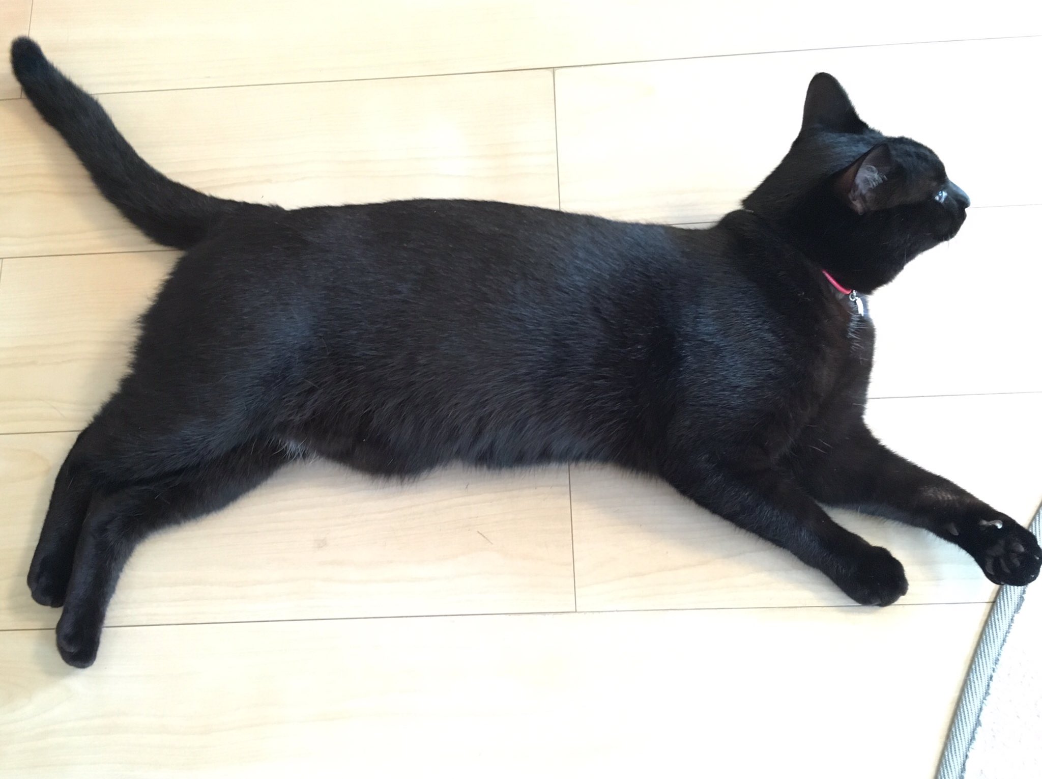 تويتر しおやてるこ على تويتر 体重6キロあった 重いはずだよ 黒猫 T Co Wdpe8g3t77