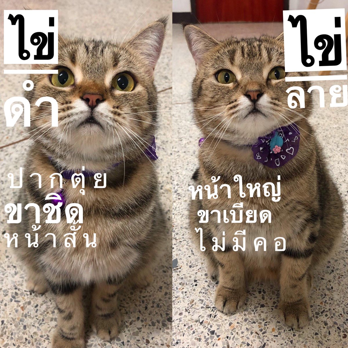 egg_family4's tweet image. เทียบกันชัดๆจะได้ไม่สับสน