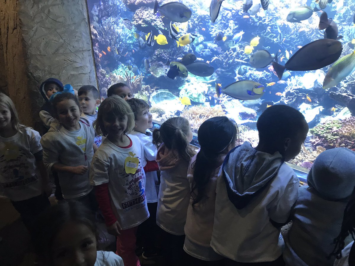 jbarca15's tweet photo. We had a great day at the aquarium! @5thAveSchool https://t.co/S2PqGudZi7