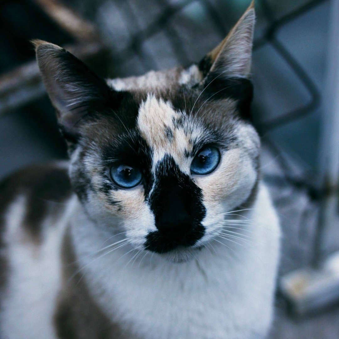 Bow Chicka Meow Meow tweet media
