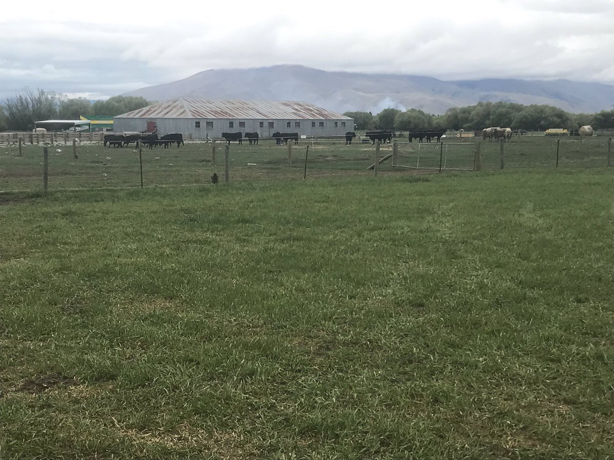 JournoMan's tweet photo. Successful first on-farm bull sale with 125 bulls being sold at Ben Ohau Station today. #MurrayGreys #Angus @CarrfieldsNZ @PGGWrightsonNZ #RuralNZ https://t.co/gLIW9IeqiZ