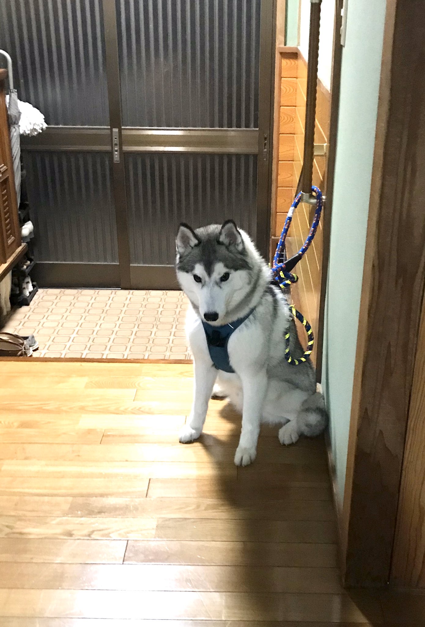 アンチョビ 大事なことなのでもう一度言います 外飼いのみなさん 玄関でもいいのでペットを家の中に入れましょう トラックが吹き飛ばされるんだから犬猫なんて簡単に飛ばされます 係留したまま飛ばされたらどうなるか分かりますよね 大事な家族です