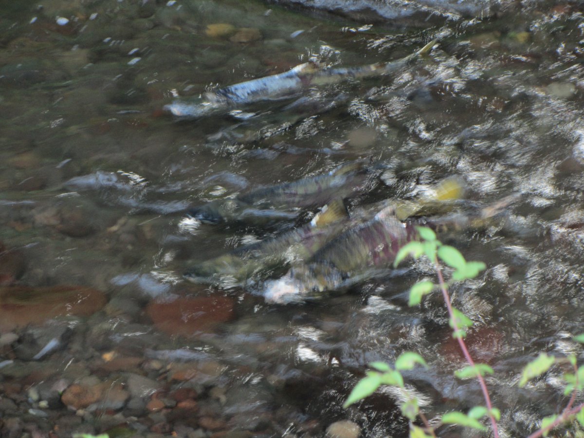 オホーツク大空町観光協会 東藻琴芝桜公園の脇を流れる藻琴川ではサケが遡上真っ最中 川幅は２メートルほどで水深も浅く間近で見ることができる隠れたスポットです 河川でのサケ マスの採捕は禁止されていますので静かに見守るだけにしましょう
