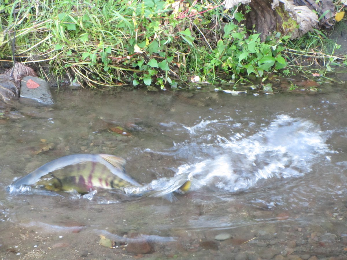 オホーツク大空町観光協会 東藻琴芝桜公園の脇を流れる藻琴川ではサケが遡上真っ最中 川幅は２メートルほどで水深も浅く間近で見ることができる隠れたスポットです 河川でのサケ マスの採捕は禁止されていますので静かに見守るだけにしましょう