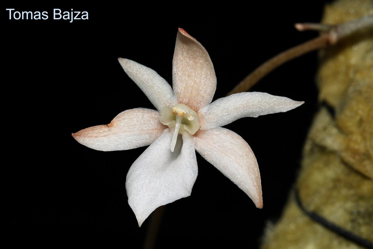 TommyBajza's tweet photo. #Aerangis #punctata - this was the attempt for time-lapse photography of this species' spike. Great #miniature #orchid #species from Madagascar & Reunion, perfect for #windowsills, #terrariums, #vivariums and #greenhouses. Few last available now @ https://t.co/E0kb0JeteE https://t.co/wytI8qO04Z
