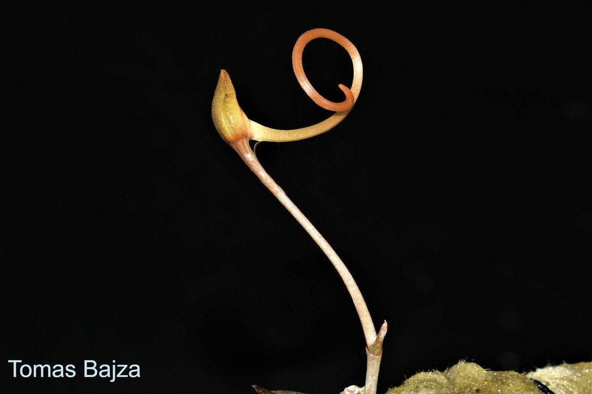TommyBajza's tweet photo. #Aerangis #punctata - this was the attempt for time-lapse photography of this species' spike. Great #miniature #orchid #species from Madagascar & Reunion, perfect for #windowsills, #terrariums, #vivariums and #greenhouses. Few last available now @ https://t.co/E0kb0JeteE https://t.co/wytI8qO04Z