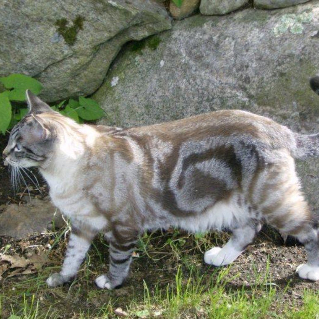Bow Chicka Meow Meow tweet media