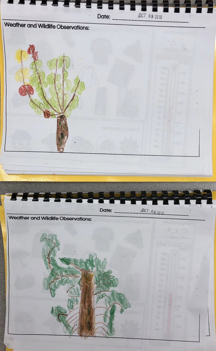 We are learning how to draw like scientists in our weather journals. Ask your child to tell you about the observational drawing he/she did of our tree. #brewster13 #rsd13ct