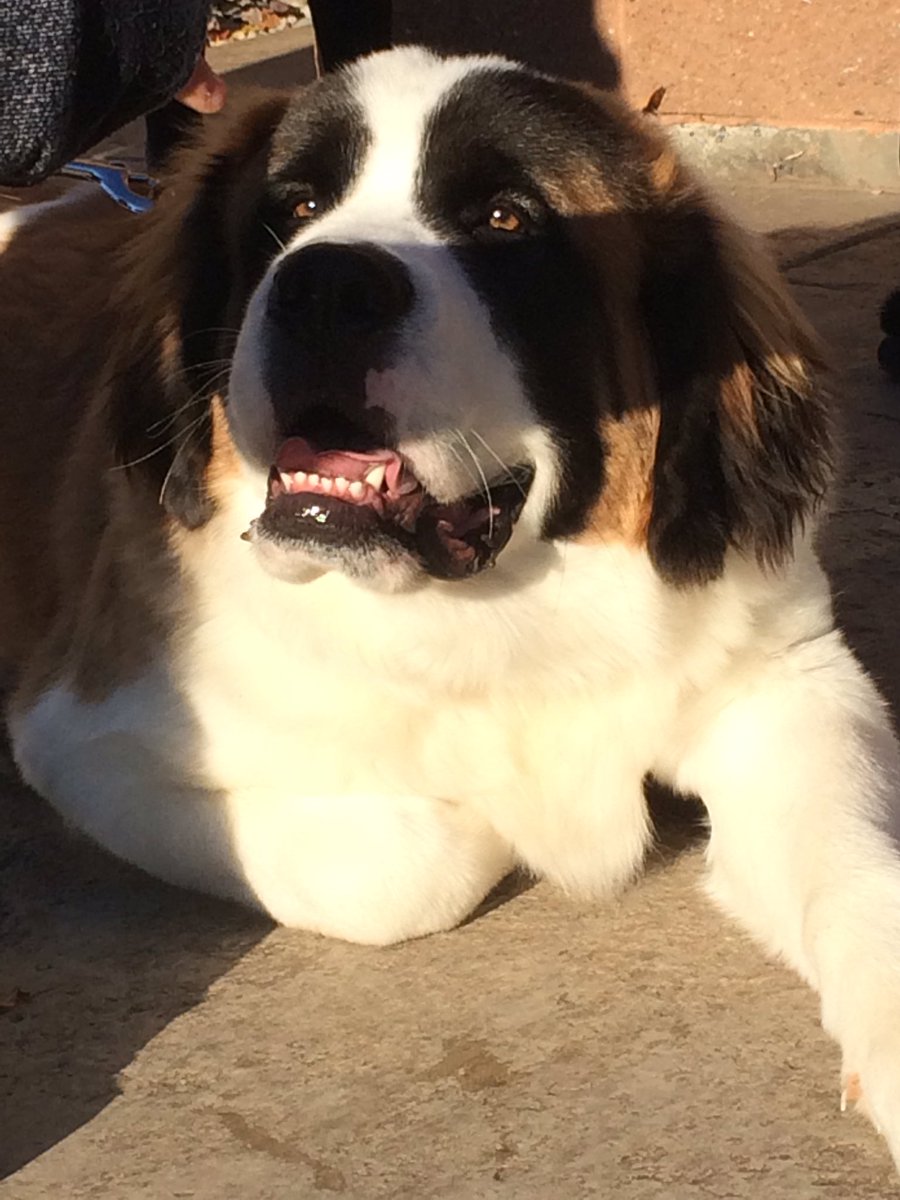 MrsDrapersClass's tweet photo. My morning started by being kissed by a Saint Bernard “puppy”.  😘 @WillowstoneAcad Thanks for bringing Po to school to meet us Leila!  #StudentoftheWeek https://t.co/z4qBkDiGkY
