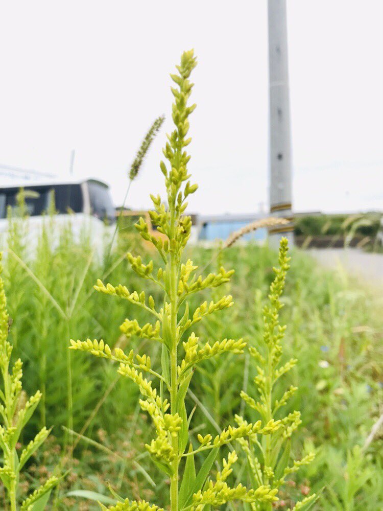 公式 販促花子3代目 チャンスメーカー株式会社 さん Hansoku Hanako のカレンダー ブログ形式twitter Meyou ミーユー