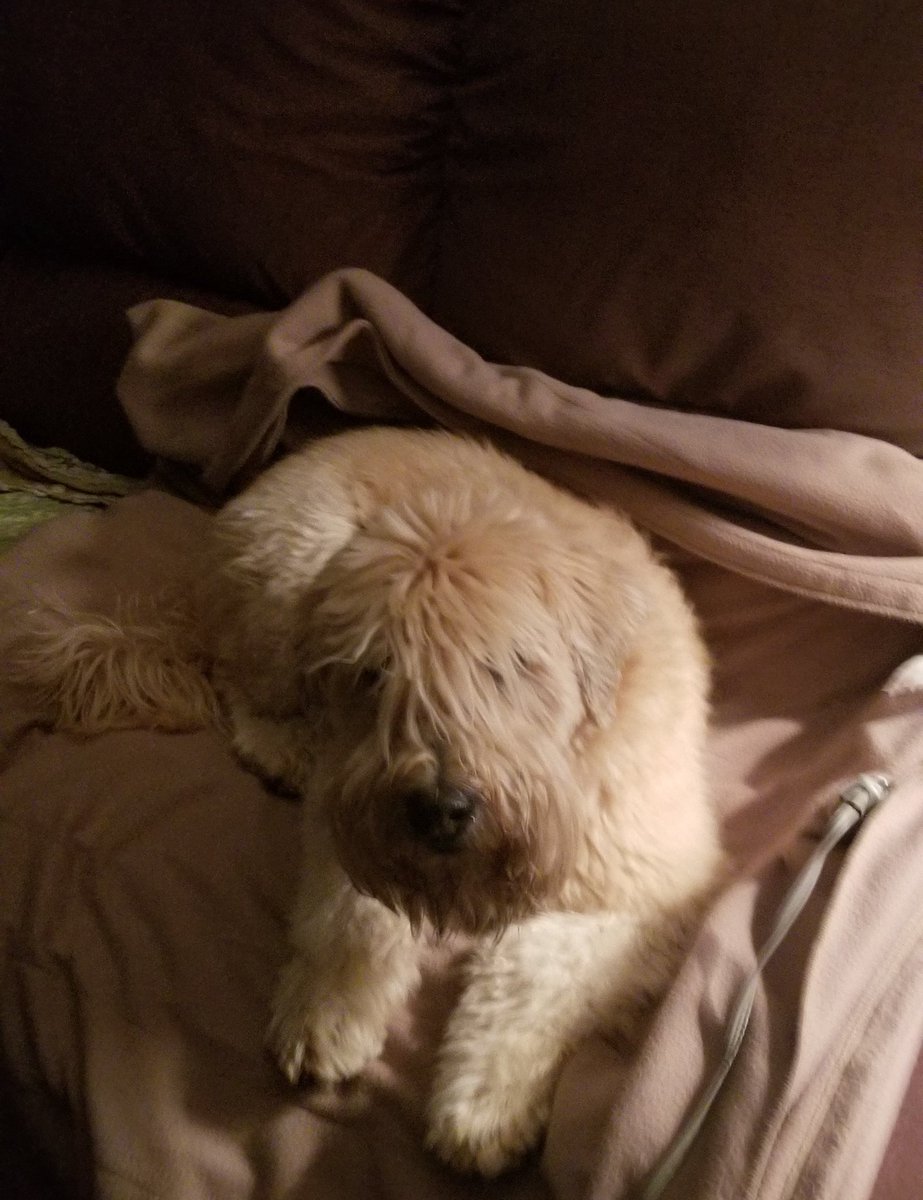 WheatenMaggie's tweet photo. Yes, I'm in your spot. What of it? #SitSomewhereElse #dogsoftwitter #scwt #wheatenterrier https://t.co/KsG2Wfdt52