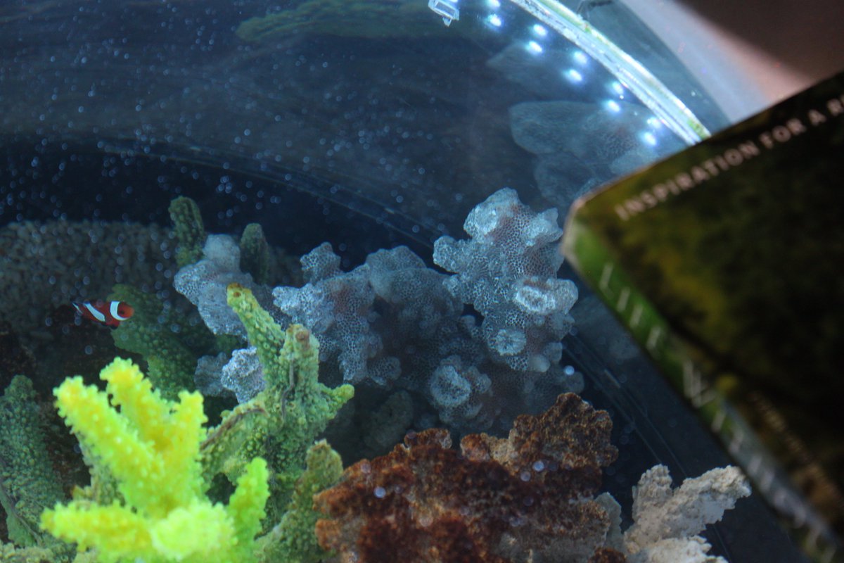 バーズアイ水槽