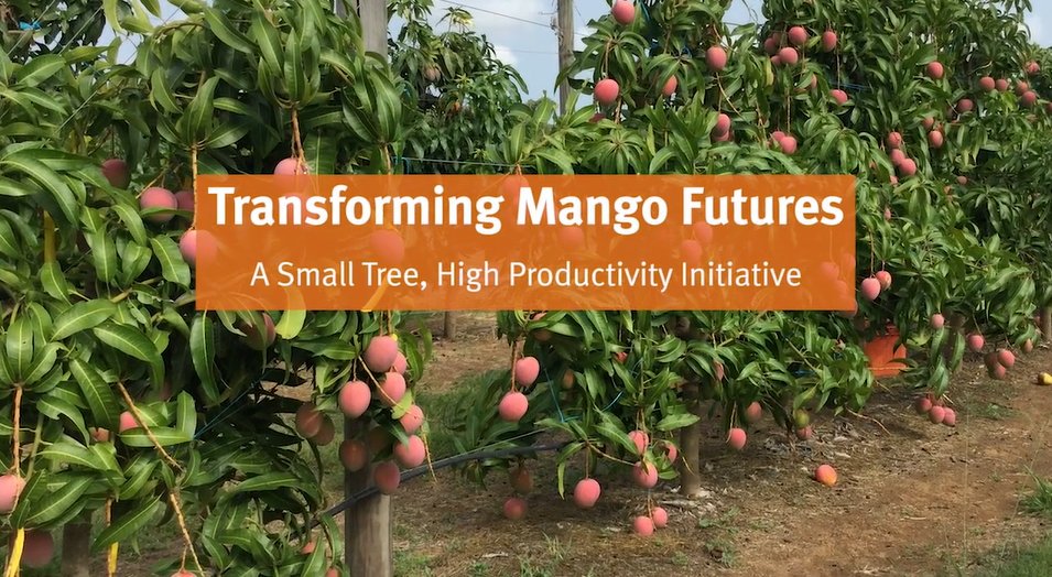 CRC_NA's tweet photo. Want to know more about how we're helping transform the north's mango industry? Watch this cracker video from the team @QldAgriculture @ManbullooMango @aussiemangoes @karenandrewsmp @IndustryGovAu 
https://t.co/61WZSvwT8a https://t.co/PRdjVtWmSU