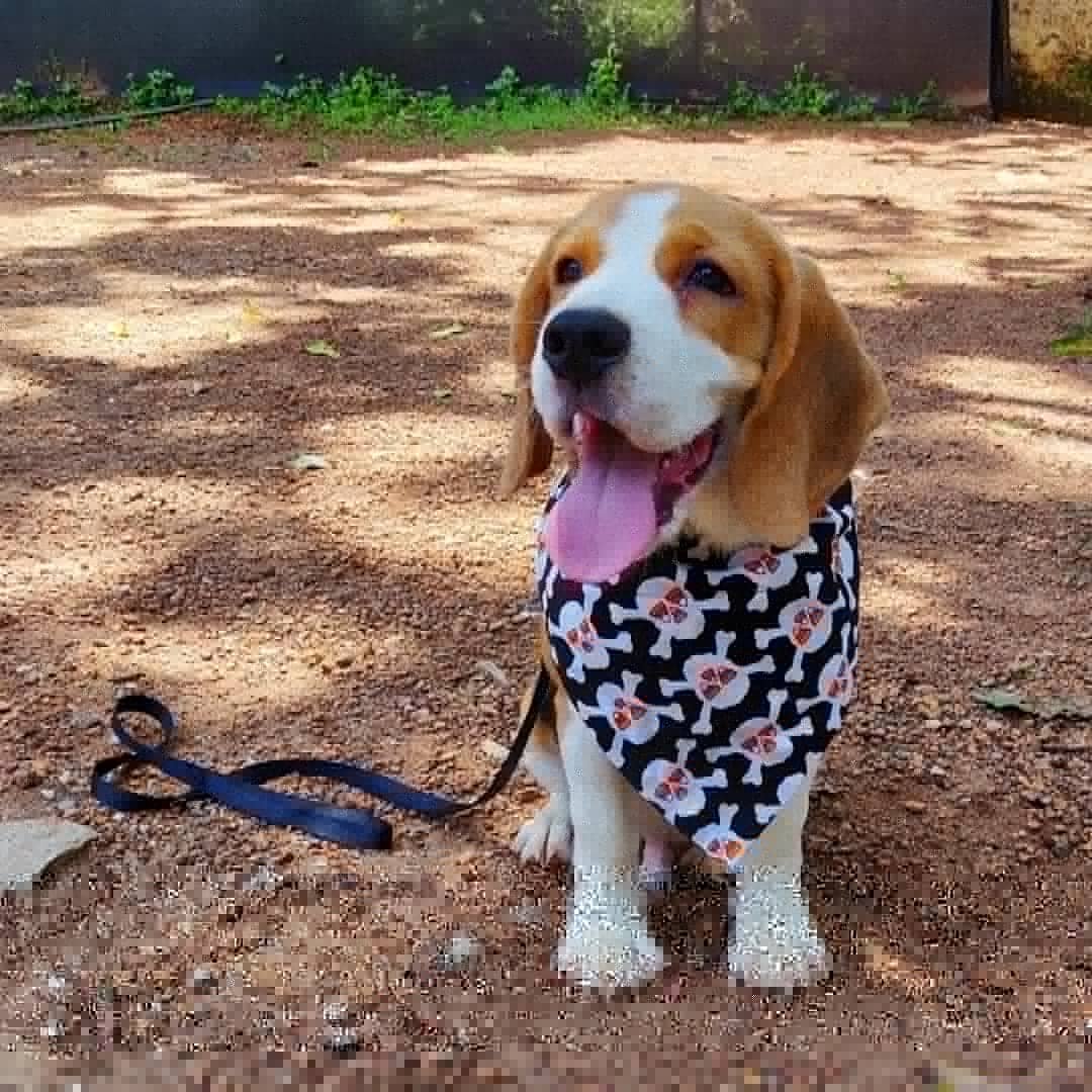 BarkNTrack's tweet photo. Happy Training

CHOTTU 💞

#barkntrack #dogtraining #dogboarding #beagles #dogsoftwitter #dogsarejoy https://t.co/2bzUW9XoTo