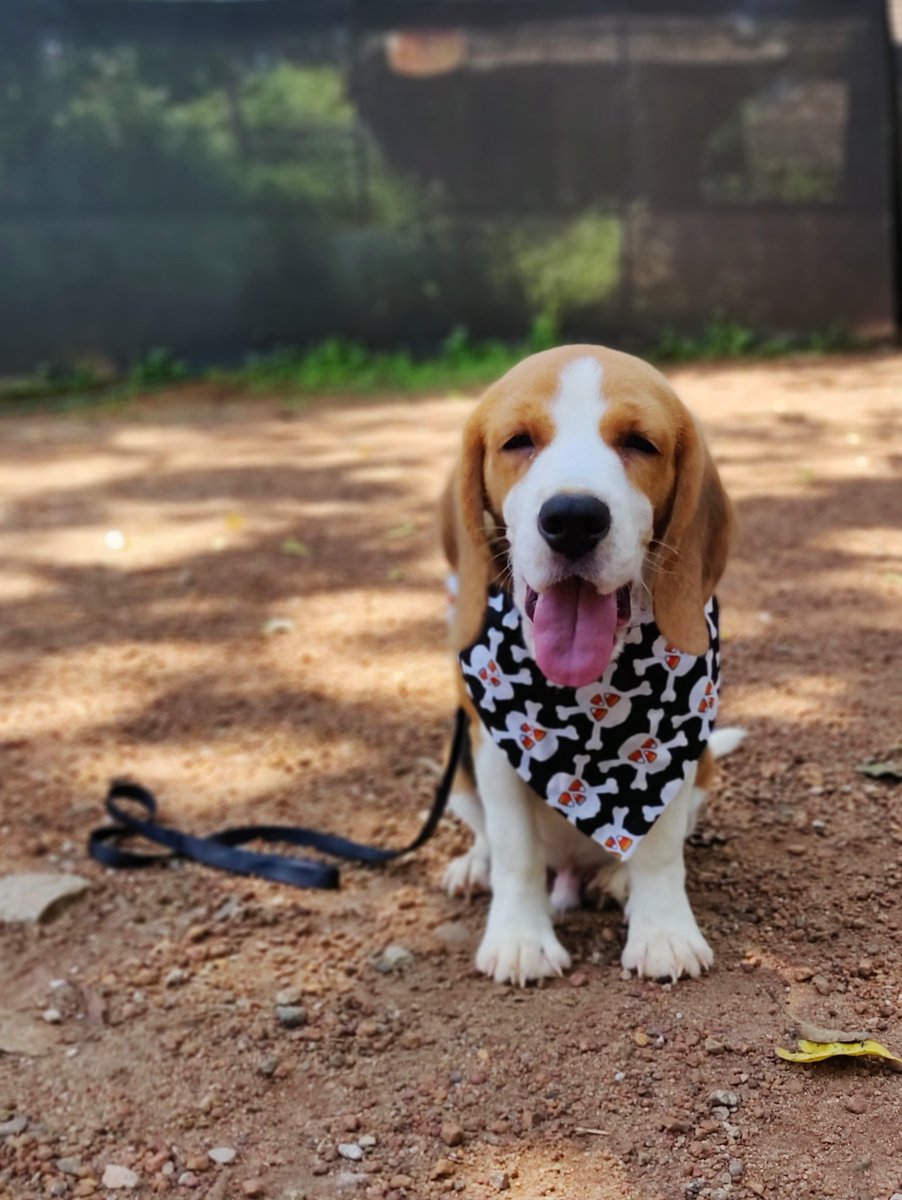 BarkNTrack's tweet photo. Happy Training

CHOTTU 💞

#barkntrack #dogtraining #dogboarding #beagles #dogsoftwitter #dogsarejoy https://t.co/2bzUW9XoTo
