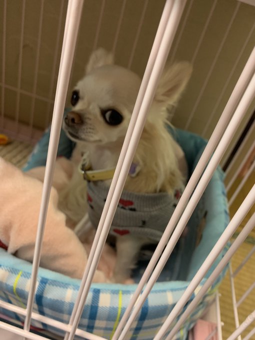 大きな台風が来るらしいので、外飼いのワンちゃんは、お家の中に入れてあげてくださーいっ‼️ #いぬをしまえ https://t.co/j2lfQwiDEv<a href="/tag/%E3%81%84%E3%81%AC%E3%82%92%E3%81%97%E3%81%BE%E3%81%88"class="tags">#いぬをしまえ</a>