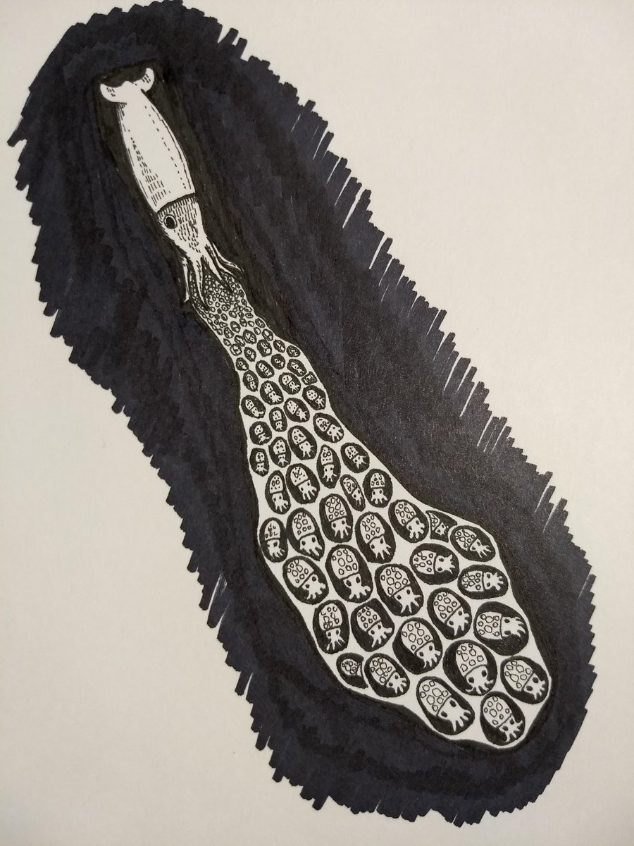 DannaStaaf's tweet photo. Here's a mama Bathyteuthis brooding her eggs for #SquidDay #inktoberday10 #CephalopodAwarenessDays #Inktober2019 (prompt: PATTERN) https://t.co/GJDsTscQsV