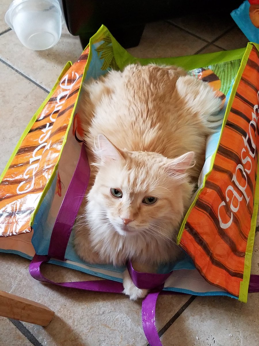 WizardTalbot's tweet photo. @WhataWhich I'm so sorry to hear about your Phantom. My Charlie didn't suffer with cancer long, but for over a month, I had to make some of the hardest decisions I've ever had to make. My heart goes out to you and your family. 💚 https://t.co/glOoGOJsyE