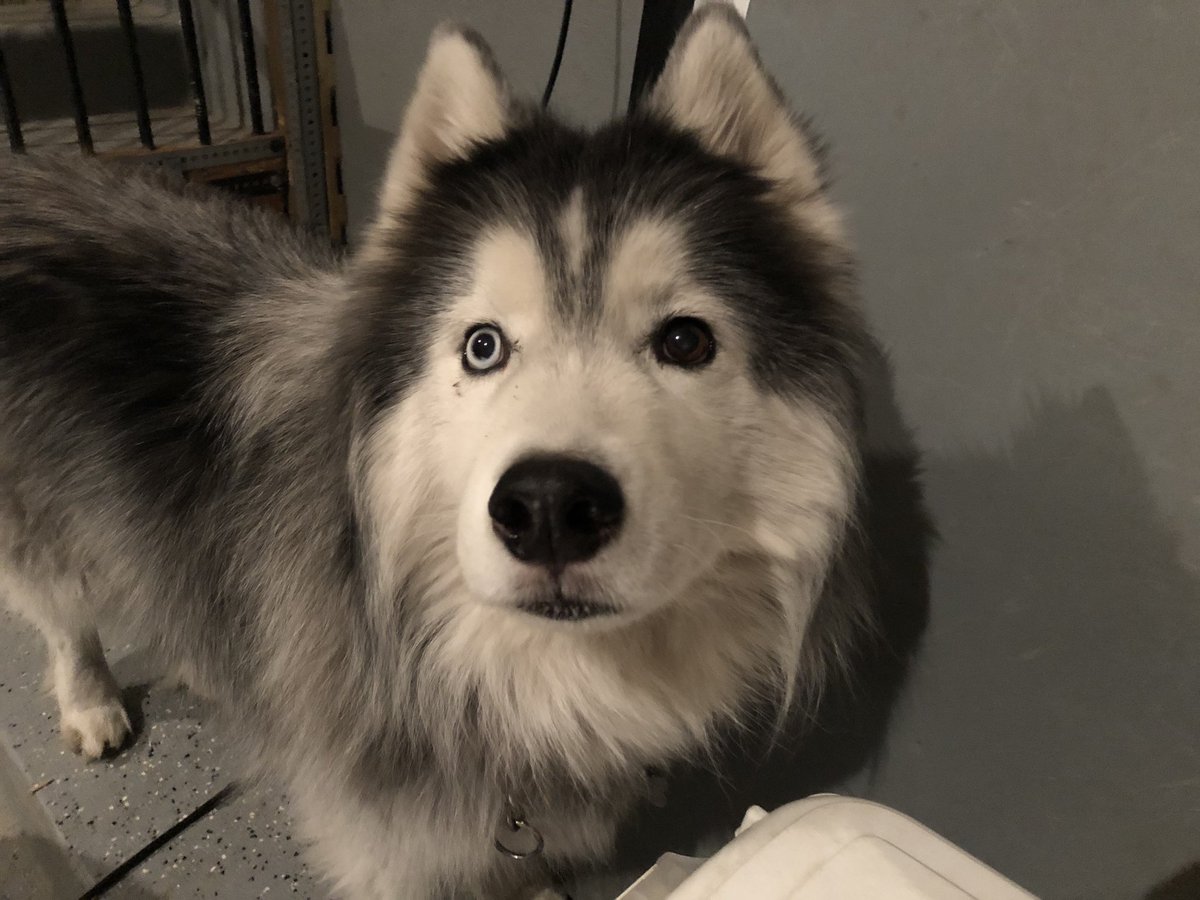 kumapaws376's tweet photo. #woolyhusky #ODIN #misterchiefers #mister #chiefers #heterochromia 🦁#bieyed #flooves #floofs #floof #fluff #husky #huskies #siberianhusky #シベリアンハスキー #シベリアン #ハスキー #犬 #子犬 #子犬里親募集 #わんちゃんホンポ #日本の犬 #おかしい #パッパー #ランニング #ライト 🦴🐾🤴🏽! https://t.co/AH8l8S3ngW