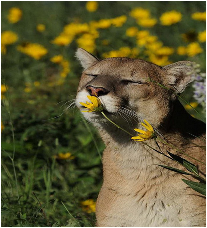 bestnorthern1's tweet photo. Mountain Lion Vs Cats - Excellent Hearing And Vision But Poor Sense Of Smell
#bestpicoftheday #instmood #tanzaniasafari #wildlifesafari #safari #safarilive #safariphotography #safaris #travelgram #travel_captures #travelling #travelawesome #travelbag #adventuretravel https://t.co/ccO5vmdCVh