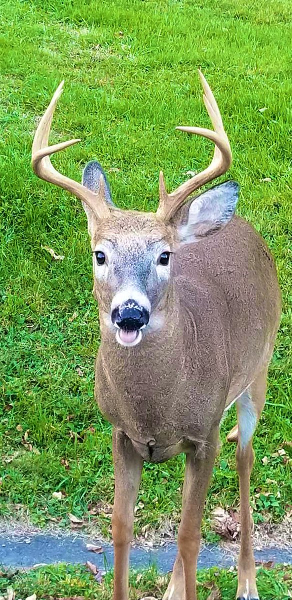 amsimon83's tweet photo. Can we say “cheese”? A deer smiling for the camera at a friends house #EllenDeGeneres #a-#PositiveVibesOnly #happylife #deer #facebookshare https://t.co/kukFg4yRyC