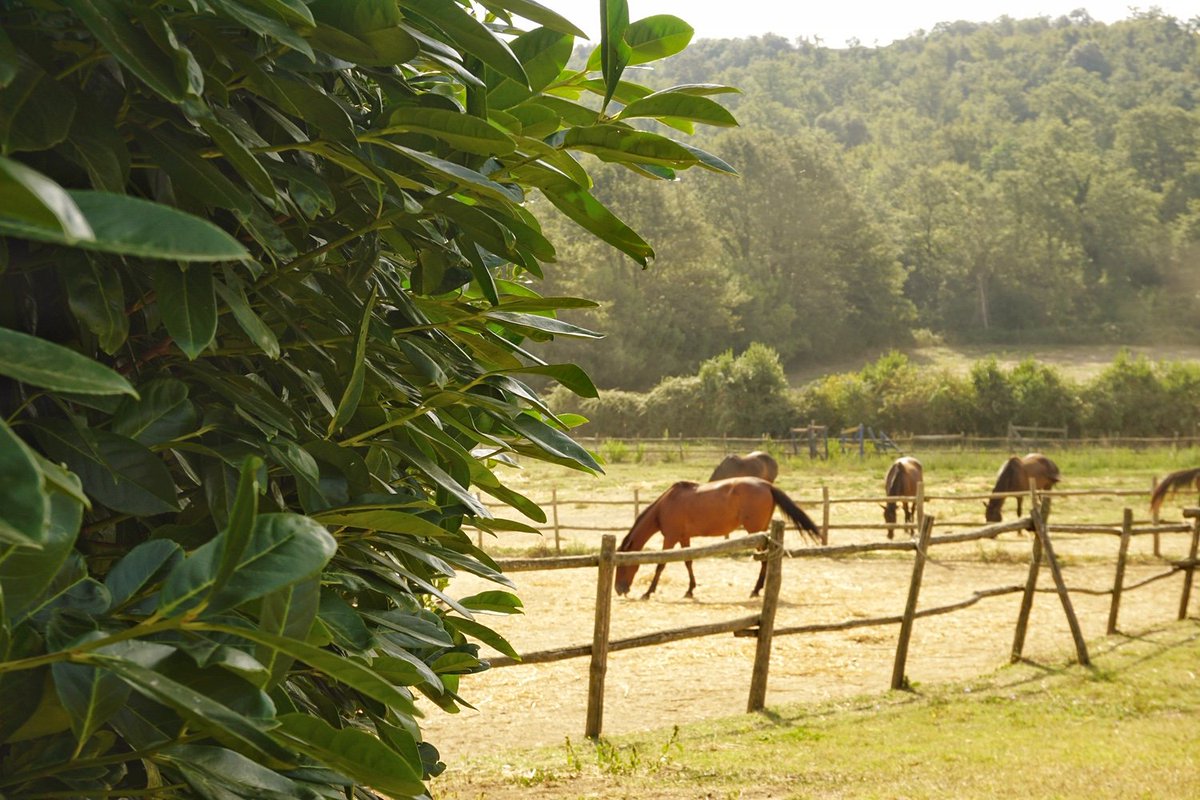 wheretogoin's tweet photo. Countryside lovers, here are 4 #agriturismi in the #Lazioregion you must visit! Rustic, authentic and family-run #farmstays near Rome! Read my article 👉https://t.co/IVNC1NSlaz https://t.co/SjZDvfAWIe