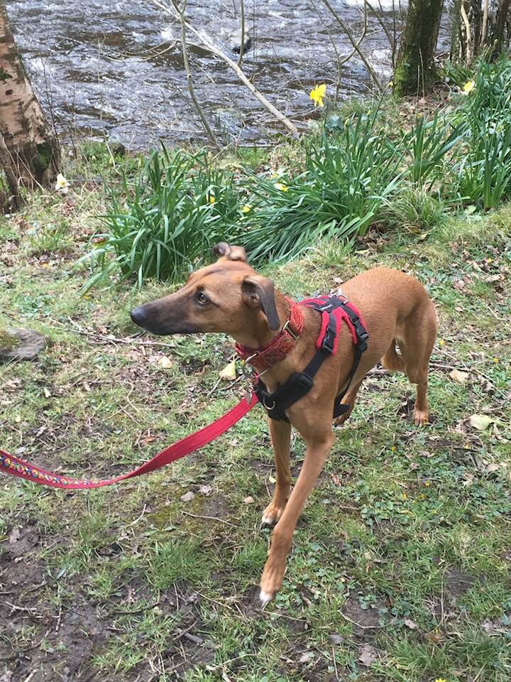 MissingPetsGB's tweet photo. 🐕 morning all
#FindRubyFriday 
Please keep looking
Please keep sharing #MissingRuby
We will never give up looking.
Please help #findRuby
 https://t.co/c0tn0LdCB6
