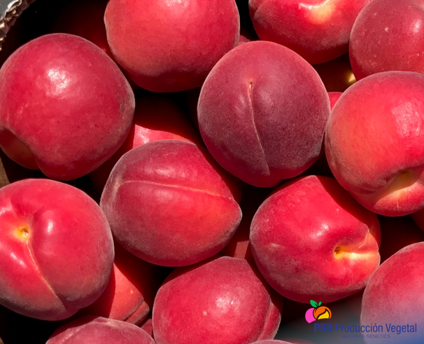 PSBProduccionV's tweet photo. Bolero es nuestro albaricoque rojo autofértil. Madura a la vez que Lido. Su forma es oblonga y su sabor muy dulce #Buffatsgenetics https://t.co/bZU9tceo4b