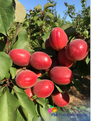 PSBProduccionV's tweet photo. Bolero es nuestro albaricoque rojo autofértil. Madura a la vez que Lido. Su forma es oblonga y su sabor muy dulce #Buffatsgenetics https://t.co/bZU9tceo4b