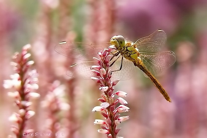 "think pink" #pinkribbon #BreastCancerAwarenessMonth  Fijne dag iedereen!