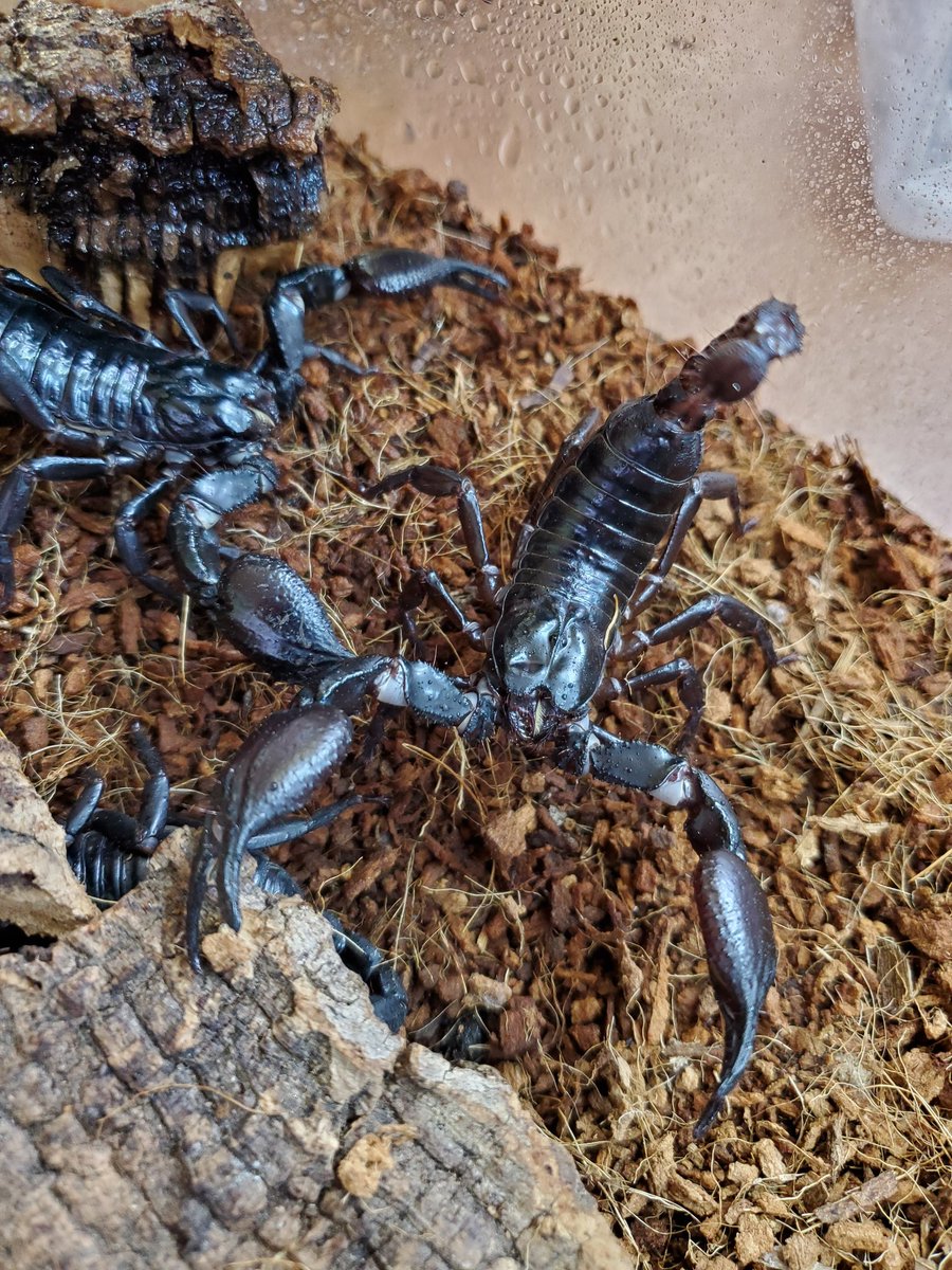 ペポニ 春日井店 Sur Twitter 入門的な蠍です チャグロサソリ 黒くてやや艶消しの多湿を好むサソリです 意外に動いてくれるので レイアウトしたらかっこよく映えますよ オススメサソリはどうですかー ペポニ春日井 周年祭 春日井店1周年記念セール ペポニ 春日井店 Sur Twitter 入門的な蠍です チャグロサソリ 黒くてやや艶消しの多湿を好むサソリです 意外に動いてくれるので レイアウトしたらかっこよく映えますよ オススメサソリはどうですかー ペポニ春日井 周年祭 春日井店1周年記念セール
