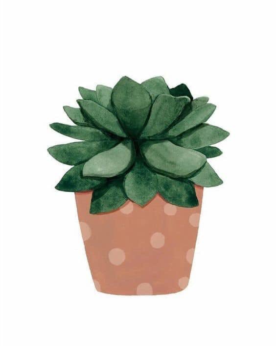 MilkkyMolly's tweet photo. #Cactus https://t.co/QA7C22BaGW