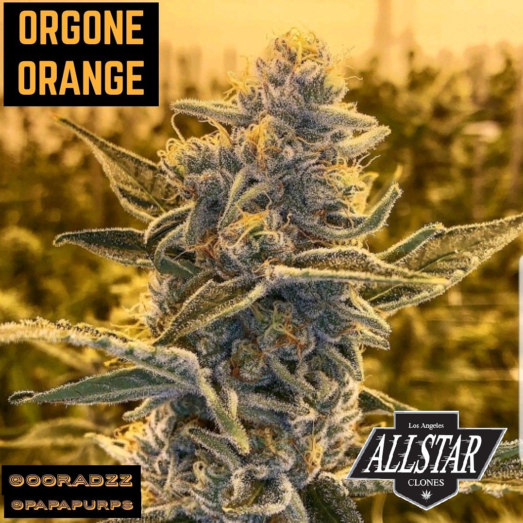 allstarclones's tweet photo. #ORGONEORANGE coming in hot! 🔥
.
(Orange Mendo Cream x Orange Fruity Pebbles)
.
Bred by @akasha_veganics
.
Repost from Instagram 📷💨
https://t.co/1v5tkxVEtr

@papapurps
@ooradzz
@hollywood_grown
.
#OrangeJulius 💎
#OrangeCreamsicle 🔥
.
#allstarclones #growyourown https://t.co/dcjuDEMV4V