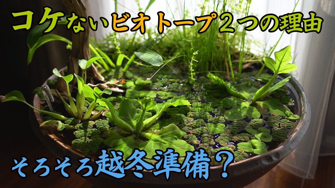 Ha55ii そろそろ越冬準備 ビオトープ コケない2つの理由と越冬準備と増えた三色メダカ 睡蓮鉢 10 T Co Ykympjgtuh T Co 7jattoceny Twitter