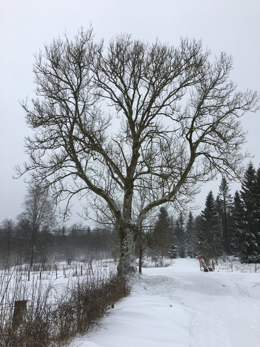 Nytt faktablad om skötsel av äldre hamlade träd! www2.jordbruksverket.se/download/18.21…