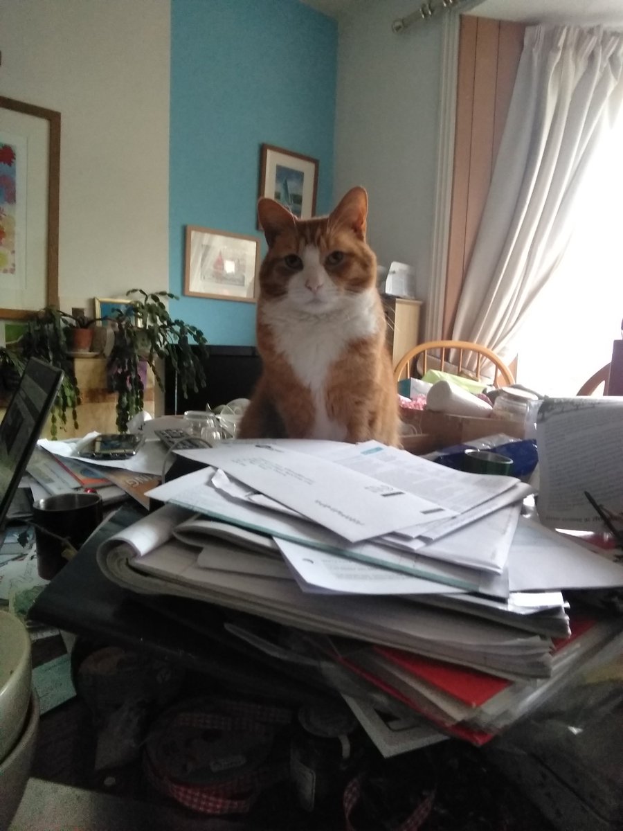 Sheep_seats's tweet photo. Freddie would like to point out that he is neglected!  The combined office desk, table, kitchen store (yes, its still in limbo) means theres NO SPACE! he is actually sat on a tiller extension and some flags! and I failed to order sun...one cross cat. #CatsOfTwitter #StaffFail https://t.co/z6KVjHzOkZ