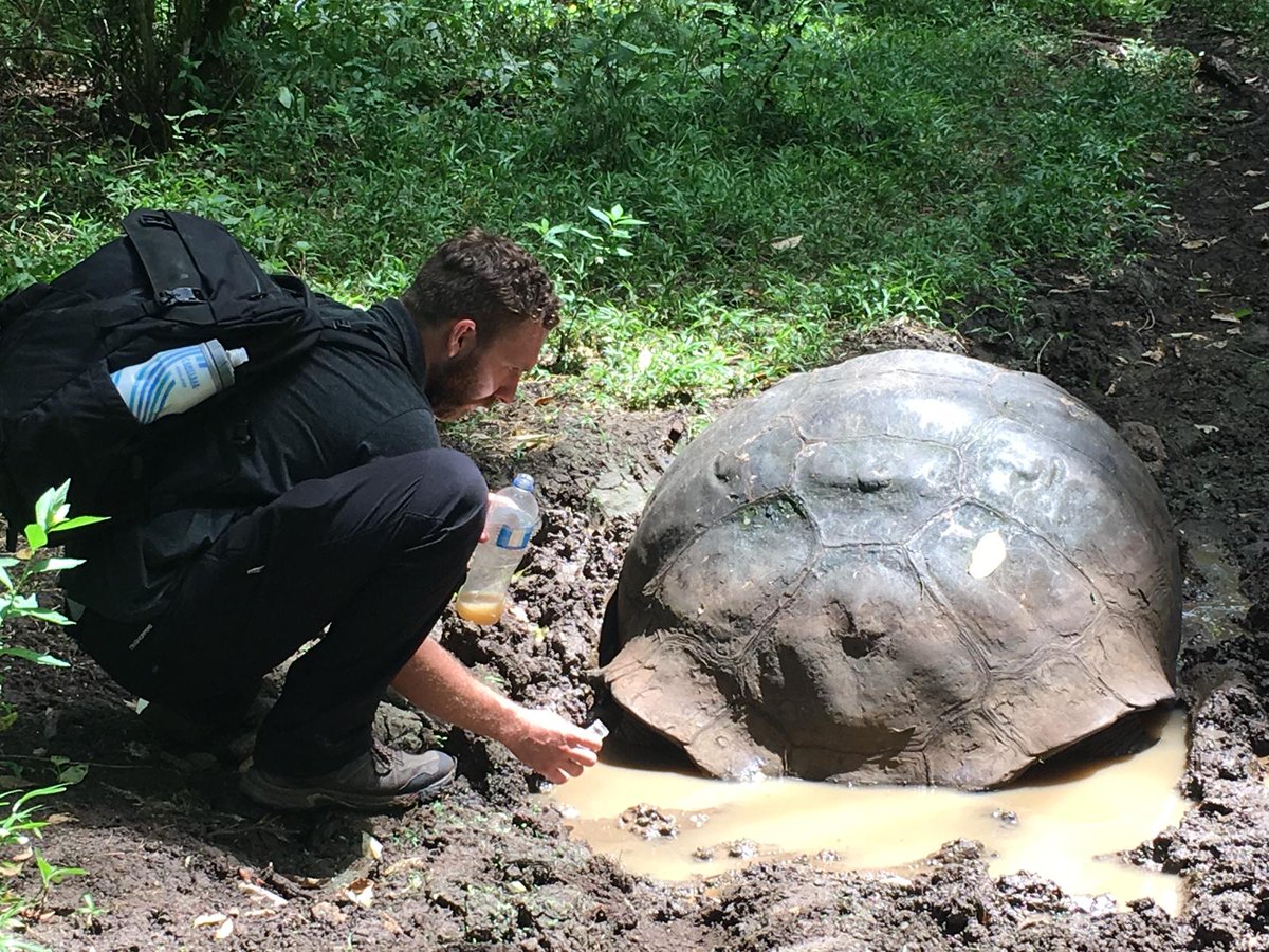 Collecting mosquito larvae next to a Galápagos giant tortoise
