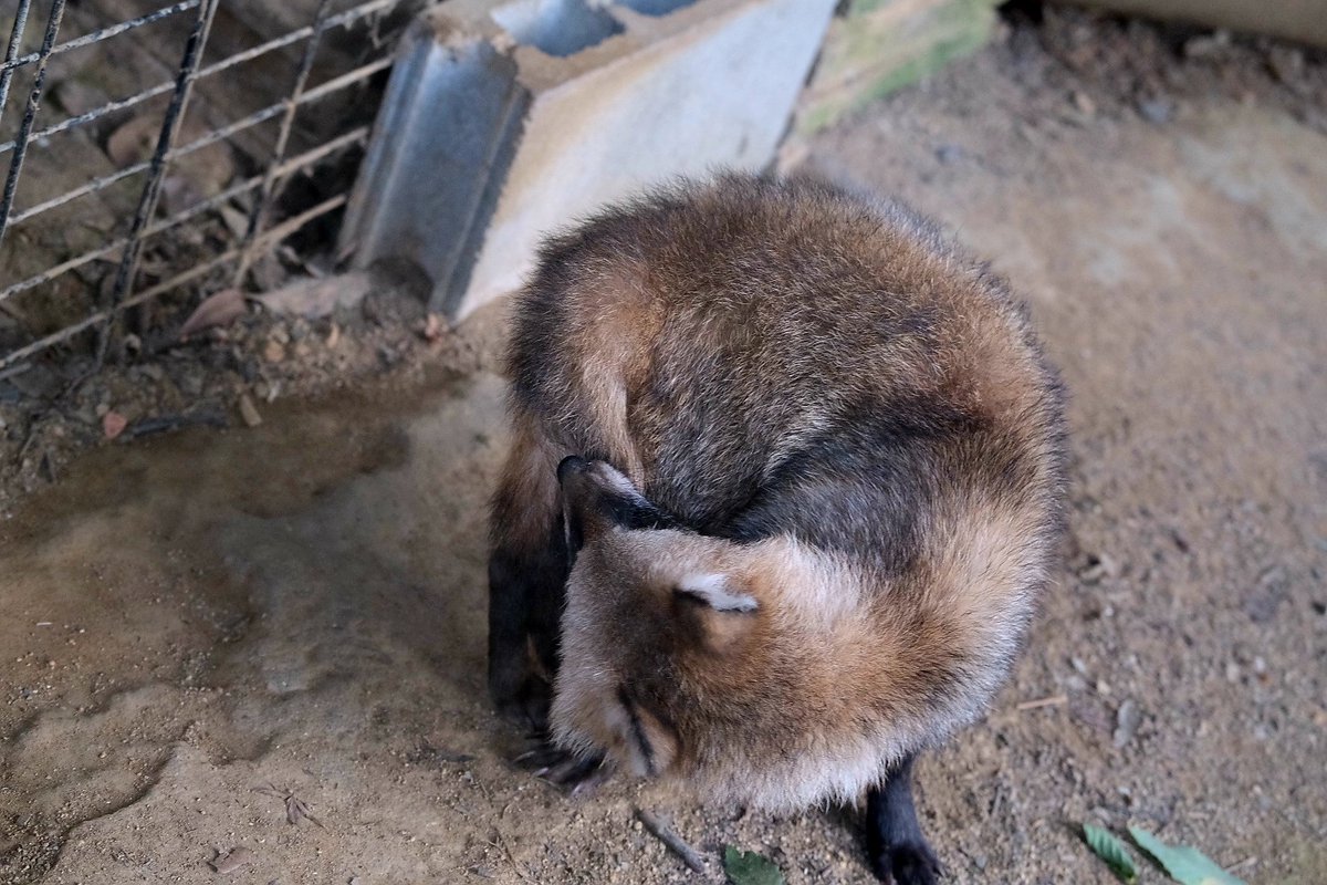 橙 Auf Twitter 犬みたいに自分のしっぽを追いかけるタヌキ 到津の森公園 ホンドタヌキ 橙 Auf Twitter 犬みたいに自分のしっぽを追いかけるタヌキ 到津の森公園 ホンドタヌキ