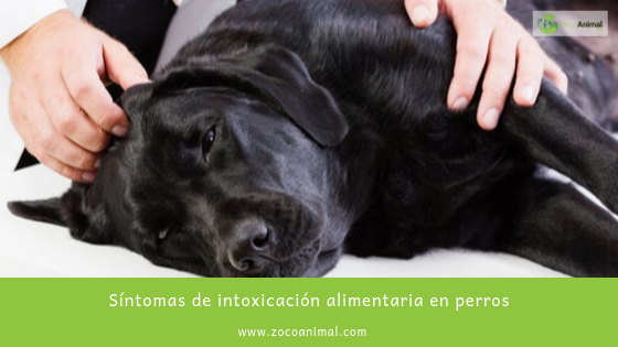 ZocoAnimal's tweet image. Síntomas de intoxicación alimentaria en perros
ow.ly/x81730pGugd

#alimentacion #mascotas #tiendaonline #perros #intoxicacion