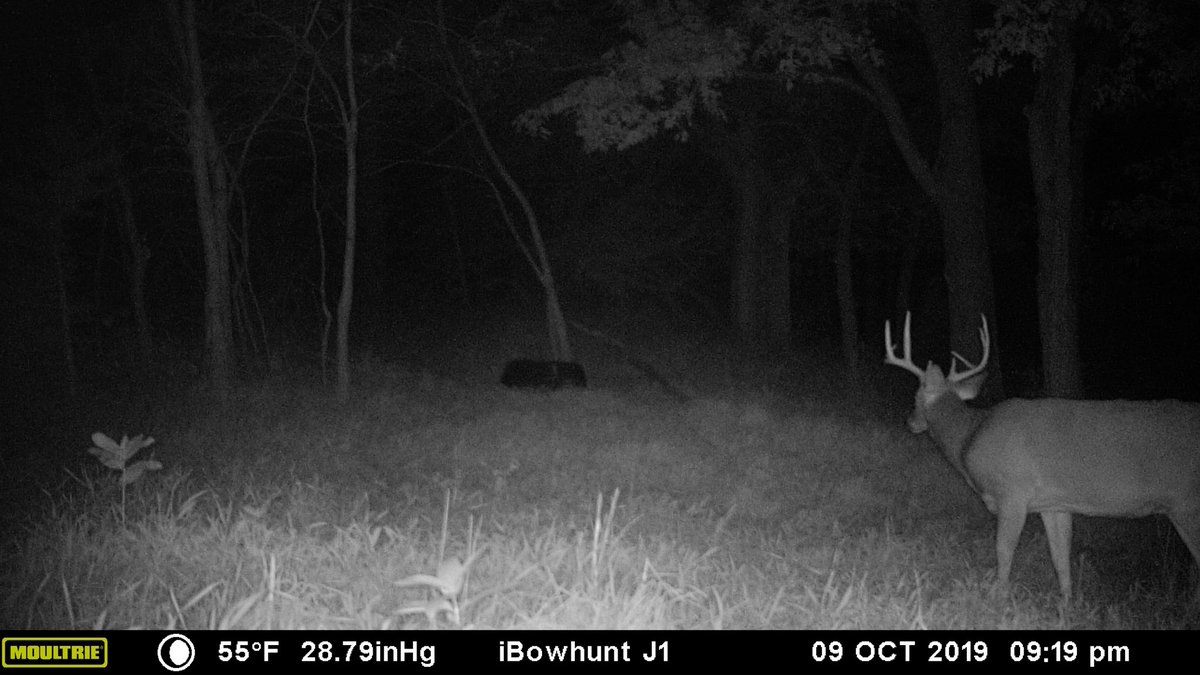 iBowhuntUS's tweet photo. Hope he shows up this morning! We've got a cold front in with temps around 30°!
.
.
.
.
.
.
.
.
.
#iBowhunt #Nebraska #Bowhunting #archery #deer #whitetail #hunting #moultrie @Moultrie https://t.co/NSNZtih21N