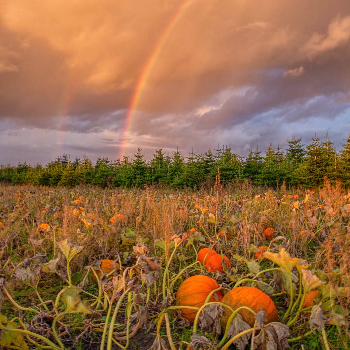 Great to see my pumpkins 🎃 image on <a href="/BBCNWT/">BBC North West</a> last night.
📷🌲🌈🎃
#pumpkin #sthelens #haloween #rainbow #ChristmasTree #pumpkincarving #photography #StormHour #photoofday