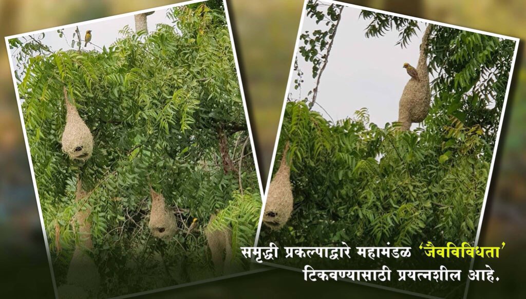 mi_puneri's tweet photo. #MaharashtraSamruddhiHighway
#wellResearchedProject
#wildLifeAlongHigway
•This is the first time in the country that a wildlife organization has been involved in an infrastructure project.
•The highway will be constructed in such a way that it will protect the wildlife.13/n https://t.co/ts9oGEnwCQ
