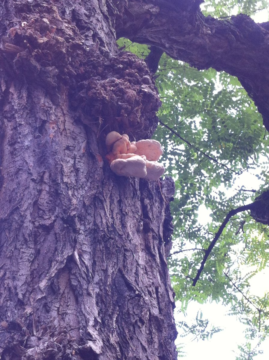 Prachtige felroze Zwavelzwam op de Burgemeester van Tyllkade, in een Acacia.